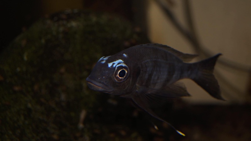 Ophthalmotilapia sp. 'whitecap' Mabilibili Bay
